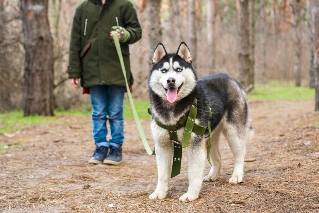 illustration promenade avec chien (source : adobe stock)